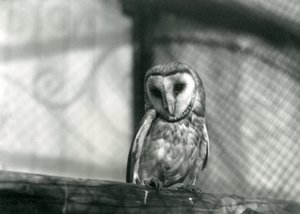 A Barn Owl at London Zoo